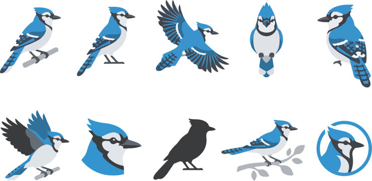 Blue jay vector collection featuring various bird poses and silhouettes for graphic design and wildlife illustration