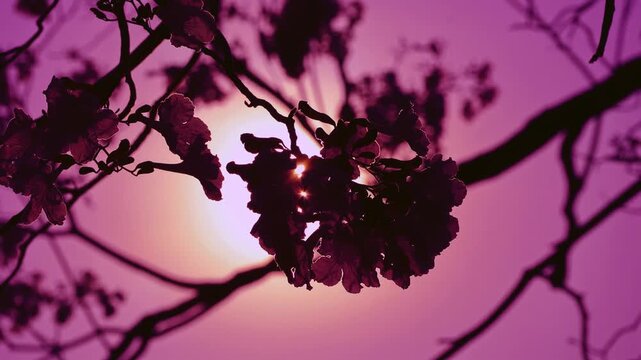 Pink Tecoma blossoms waving gently, letting dazzling sunlight flash through branches into a surreal fantasy soft purple sky