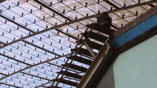 Tauben auf einem Metalldach unter Glas&uuml;berdachung mit anfliegendem Vogel