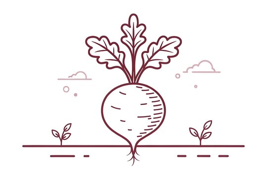 Large beetroot vegetable growing in soil with green leaves