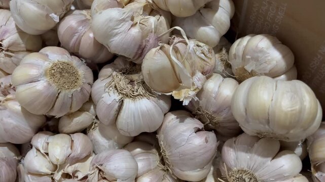 Close Up of Fresh Raw Garlic Bulbs at Local Market
