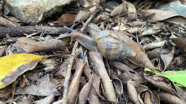Close Up Small Snail Moving Slowly on Soil and Dry Leaves in Natural Garden Background.