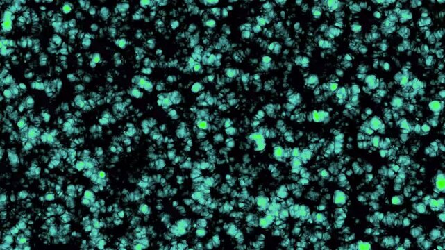 Bioluminescent microbial colonies growing in petri dish under ultraviolet light