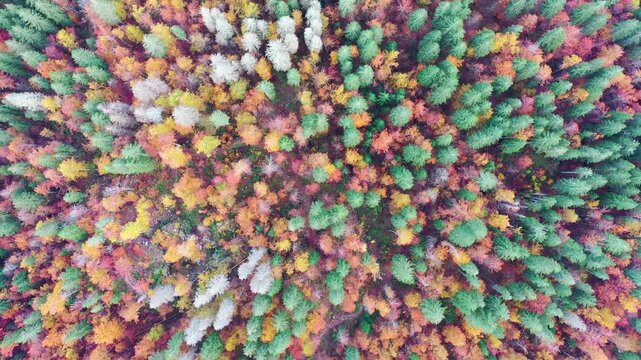 Autumn trees, aerial view