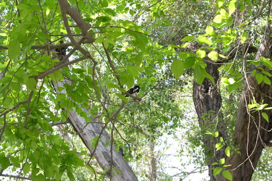 bird on a tree