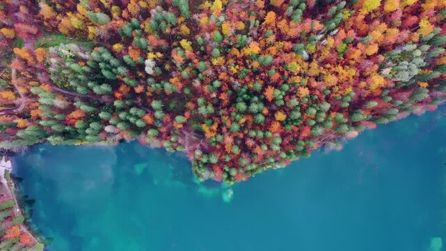 Drone flight above autumn shoreline of turquoise mountain lake. Italy, Dolomites