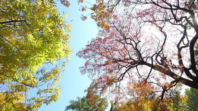 Pan shot of maple and conifer tree branches under a clear blue sky in vibrant autumn.