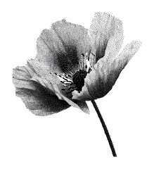 Obraz premium PNG Halftone poppy flower illustration in black and white