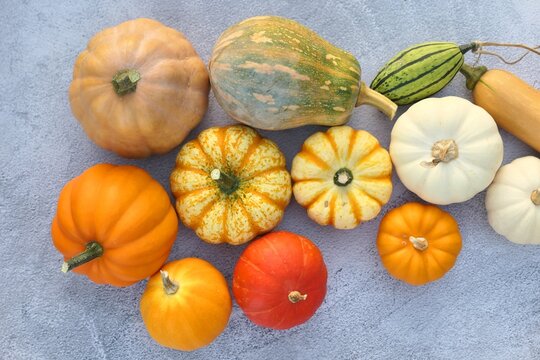 Autumn pumpkins and squashes multi colored varieties on grey background.