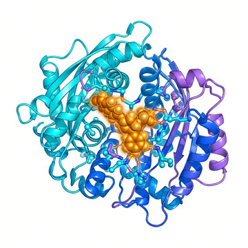 Enzyme-Substrate Catalytic Active Site Lock-and-Key Complex