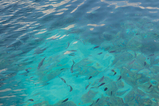 Peces nadando en aguas cristalinas y turquesas del mar Mediterr&aacute;neo sobre un fondo marino rocoso con suaves reflejos en la superficie.