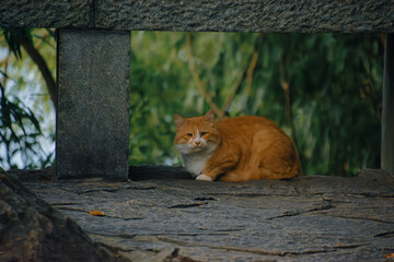 Cozy Cat Under a Stone Arch © 姜戈 期待解放的