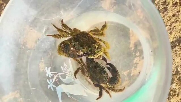 Two crabs in a clear container being gently prodded with a yellow stick, showcasing their movement and interaction in a sandy outdoor setting with natural light illuminating the scene