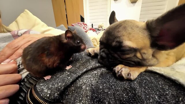Brown hamster approaches sleeping French bulldog on a person's lap, showcasing their close interaction in a cozy indoor setting with soft blankets and a relaxed atmosphere