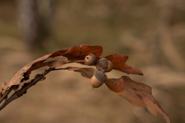Close-up of acorn cluster on dry oak branch in autumn © Natalia