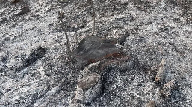 Medium shot of burnt tree root and branches in ash covered soil
