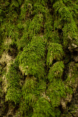 Green moss on tree in the forest © PumpedVisuals