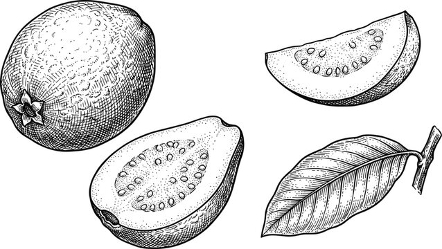 Vintage engraving guava fruit vector set featuring detailed black and white sketch elements of whole halved sliced fruit and leaf