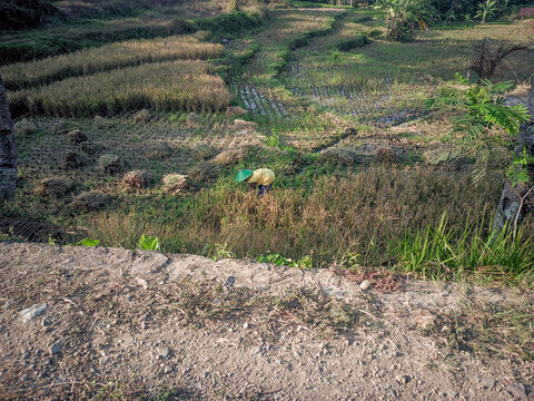 Traditional Farmer Working in Indonesian Terraced Rice