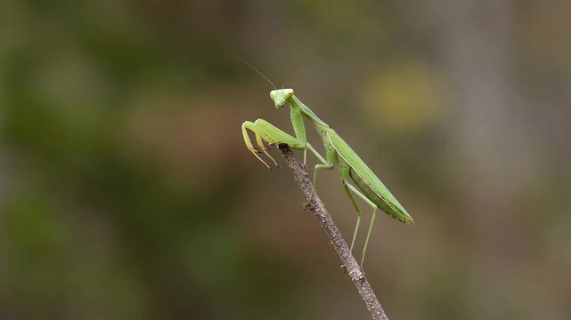 Video Background Praying Mantis Grooming Its Front Legs