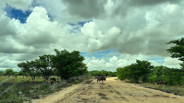 Wildebeest and antelope Crossing a Dirt Road in Namibia  