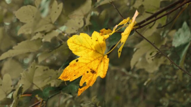 A single yellow autumn leaf gently swaying on a thin branch against a soft, blurred forest background
