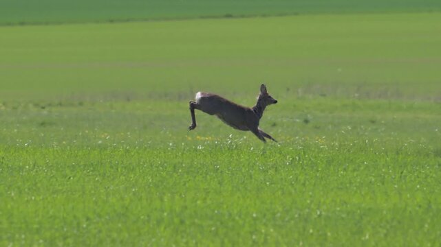 European roe deer (Capreolus capreolus) running and jumping over field