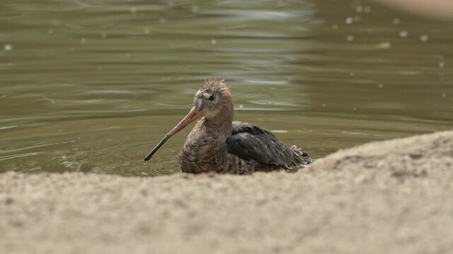 black-tailed godwit (Limosa limosa) bird bathing