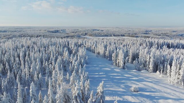 Aerial drone view of a snowy pine forest on a bright winter day. Cold fir trees covered in snow, seasonal winter nature background.