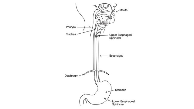 Human Digestive System Anatomy white background.