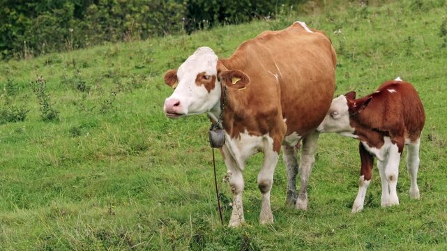 A brown and white cow stands in a grassy pasture while her calf nurses beside her, both wearing ear tags and a cowbell
