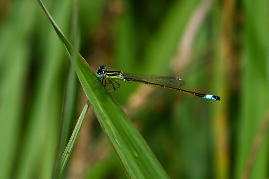 Iberian bluetail // Spanische Pechlibelle (Ischnura graellsii) - area around Porto, Portugal
