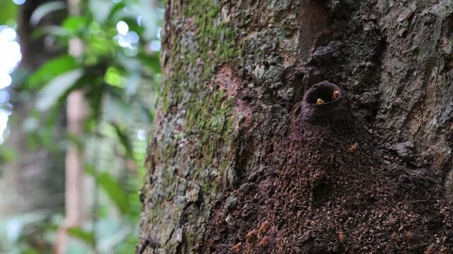 Wasps are emerging from the tree trunk where their nest is located, Wasp, nest, tree trunk , Amazonas, Manaus, Brazil