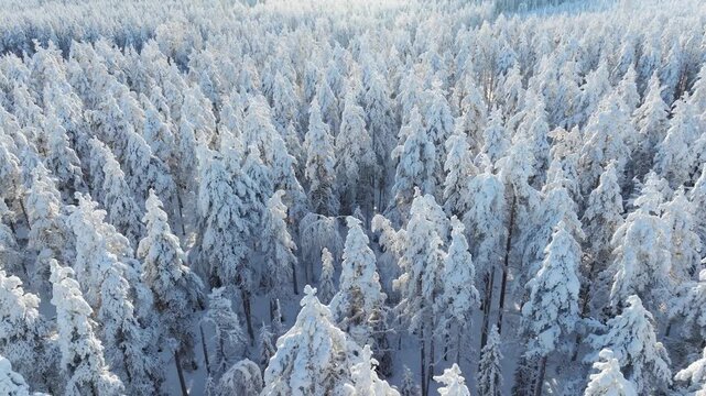 Aerial drone view of a snowy pine forest on a bright winter day. Cold fir trees covered in snow, seasonal winter nature background.