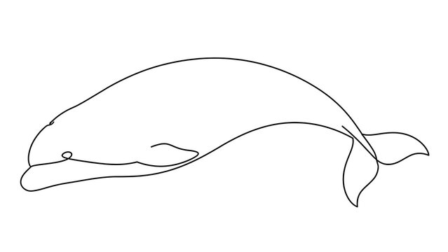 whale white background simple line drawing.