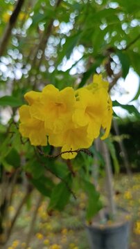 Blooming yellow tecoma stans flowers outdoor