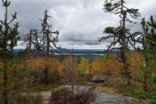 A northern landscape with autumn forests under a heavy, overcast sky