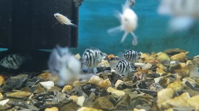 Small striped convict cichlid fish swimming in a freshwater aquarium with gravel substrate