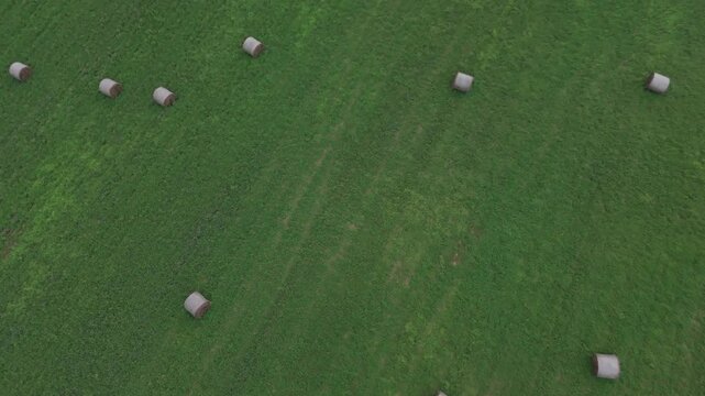 Aerial drone view flying over a vast green agricultural field dotted with large round hay bales after harvest, showcasing rural farming landscape and sustainable agriculture