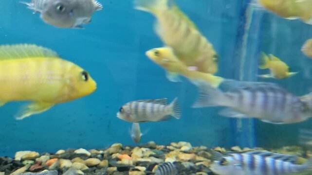 Group of colorful cichlid fish swimming in a freshwater aquarium with gravel substrate
