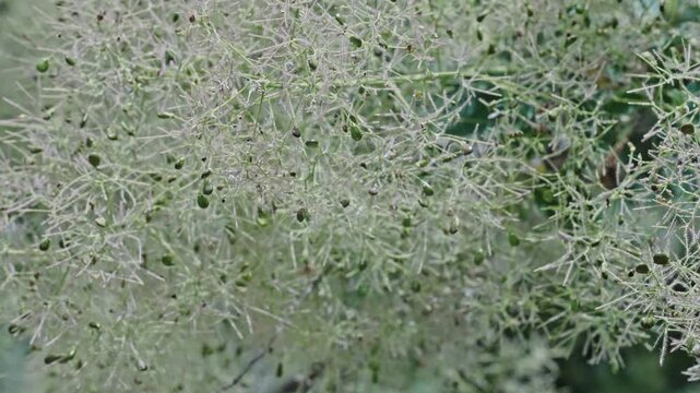 Smoketree flower. Flowering nature closeup. Macro of flowering smoketree plant. Grassy exotic smoketree flower. Natural flower plant. Flora nature. White blooming flower in nature