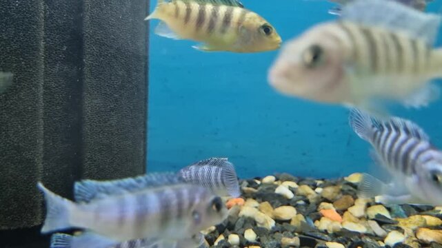 Group of striped cichlid fish swimming in a freshwater aquarium
