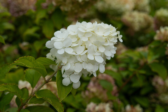 White hydrangea paniculata flower head closeup in summer garden. Flowering shrub and botany concept. Real Photo