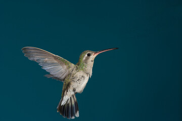 Fototapeta premium Female broad-billed hummingbird hovering