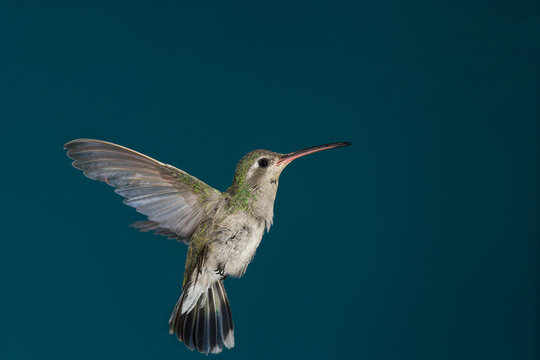 Female broad-billed hummingbird hovering