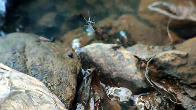 Tiny water strider insect moving over stream rocks and flowing water