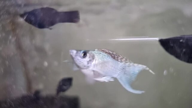 Small silver molly fish swimming in a home aquarium tank