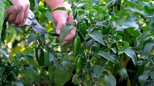 Farmer hands cutting fresh green jalapeno peppers with pruners from bush in organic garden, harvest video
