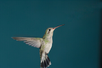 Fototapeta premium Female broad-billed hummingbird hovering