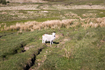 Fototapeta premium sheeps on grass, near the countryside of abertillery, Monmouthshire of Wales